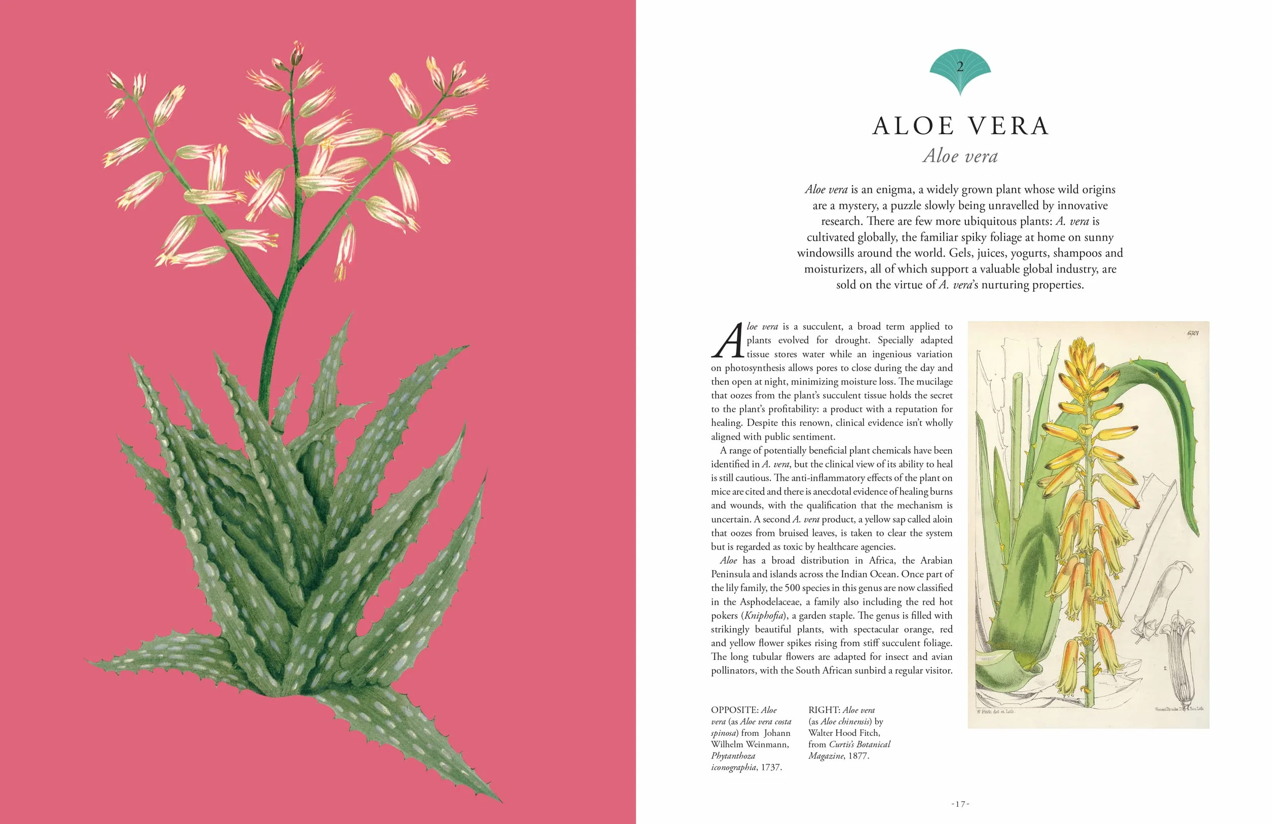 Rare Plants: 40 of the World's Rarest and Most Endangered Plants
