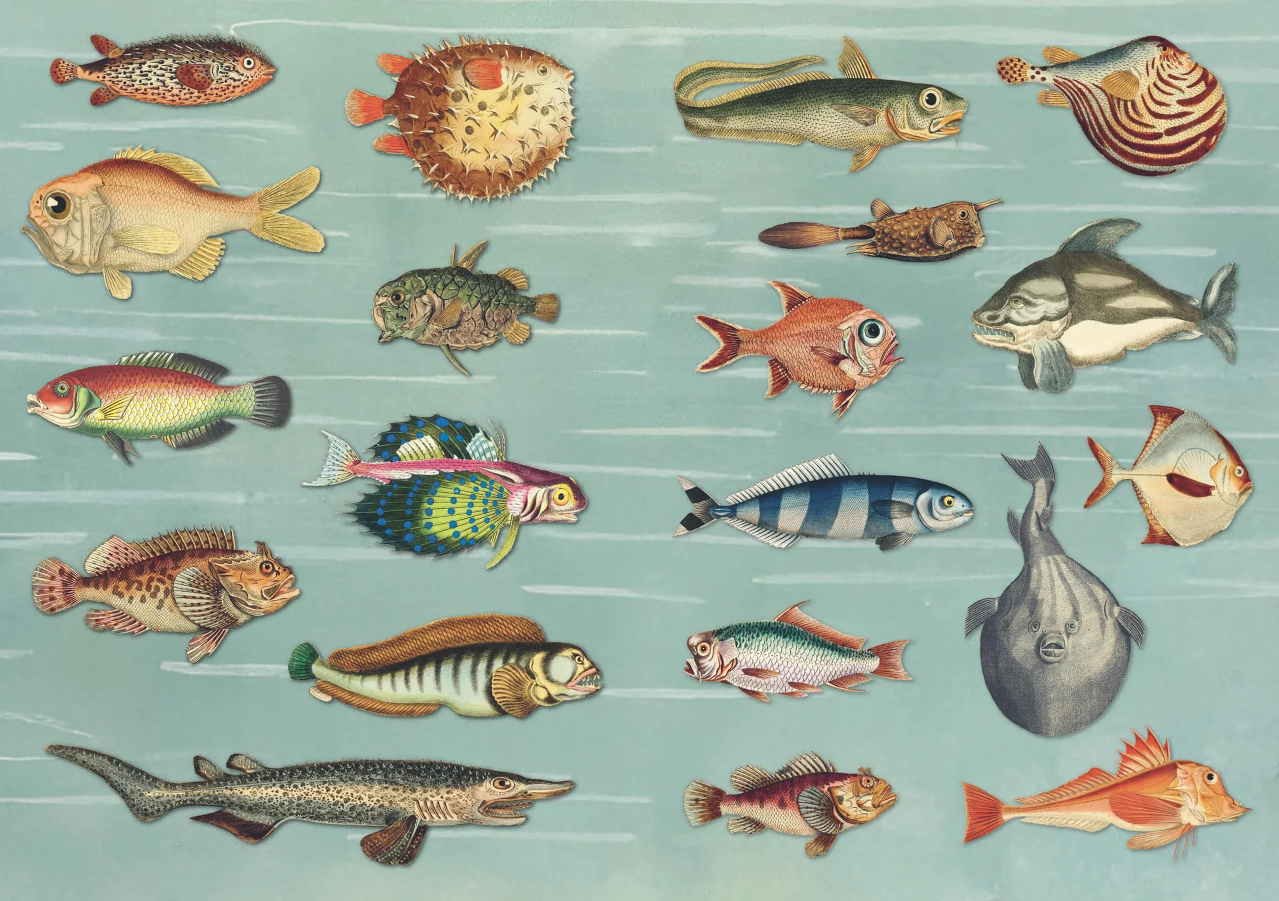 The Curious Collections Sticker Book