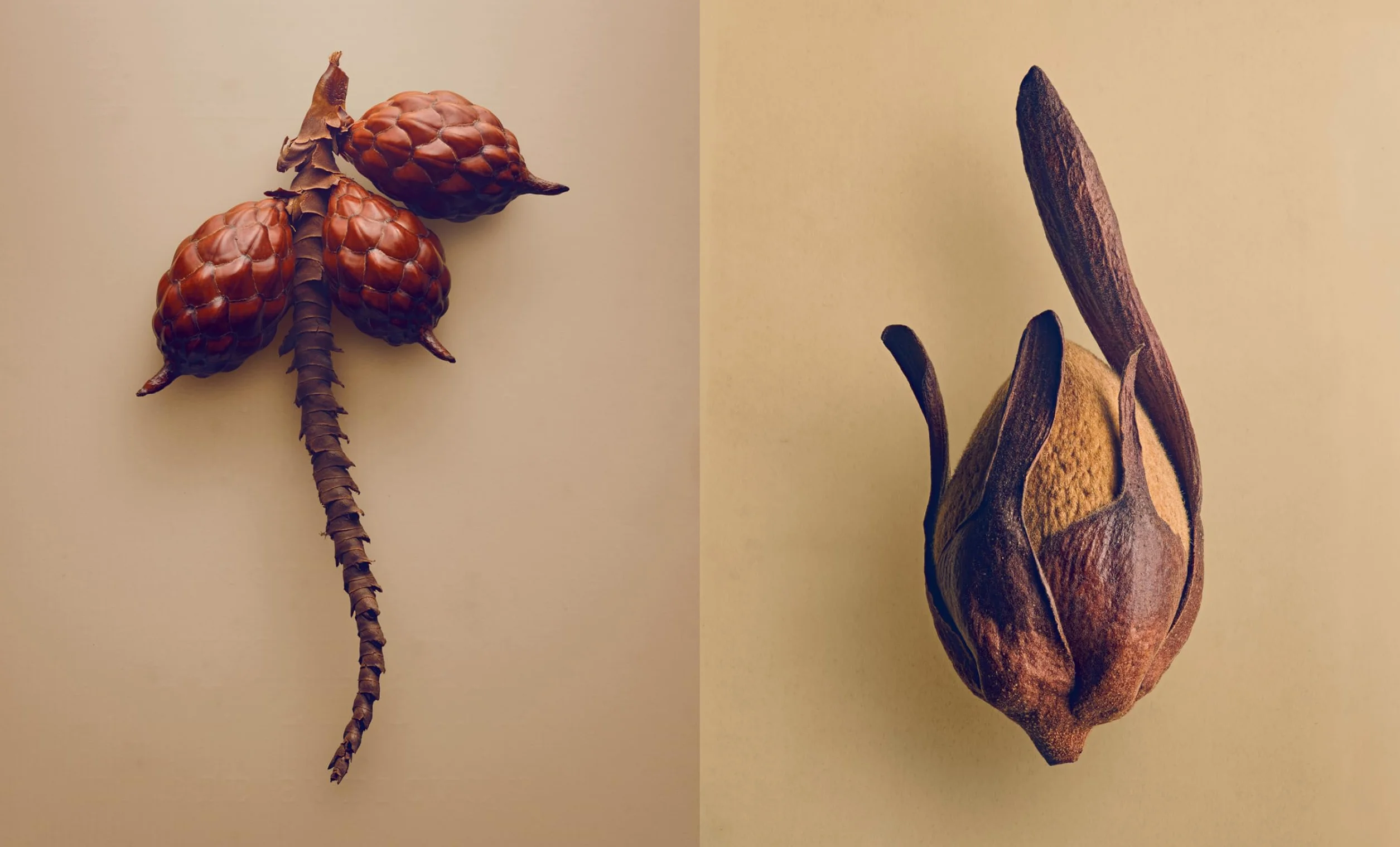 The Hidden Beauty of Seeds & Fruits: The Botanical Photography of Levon Biss