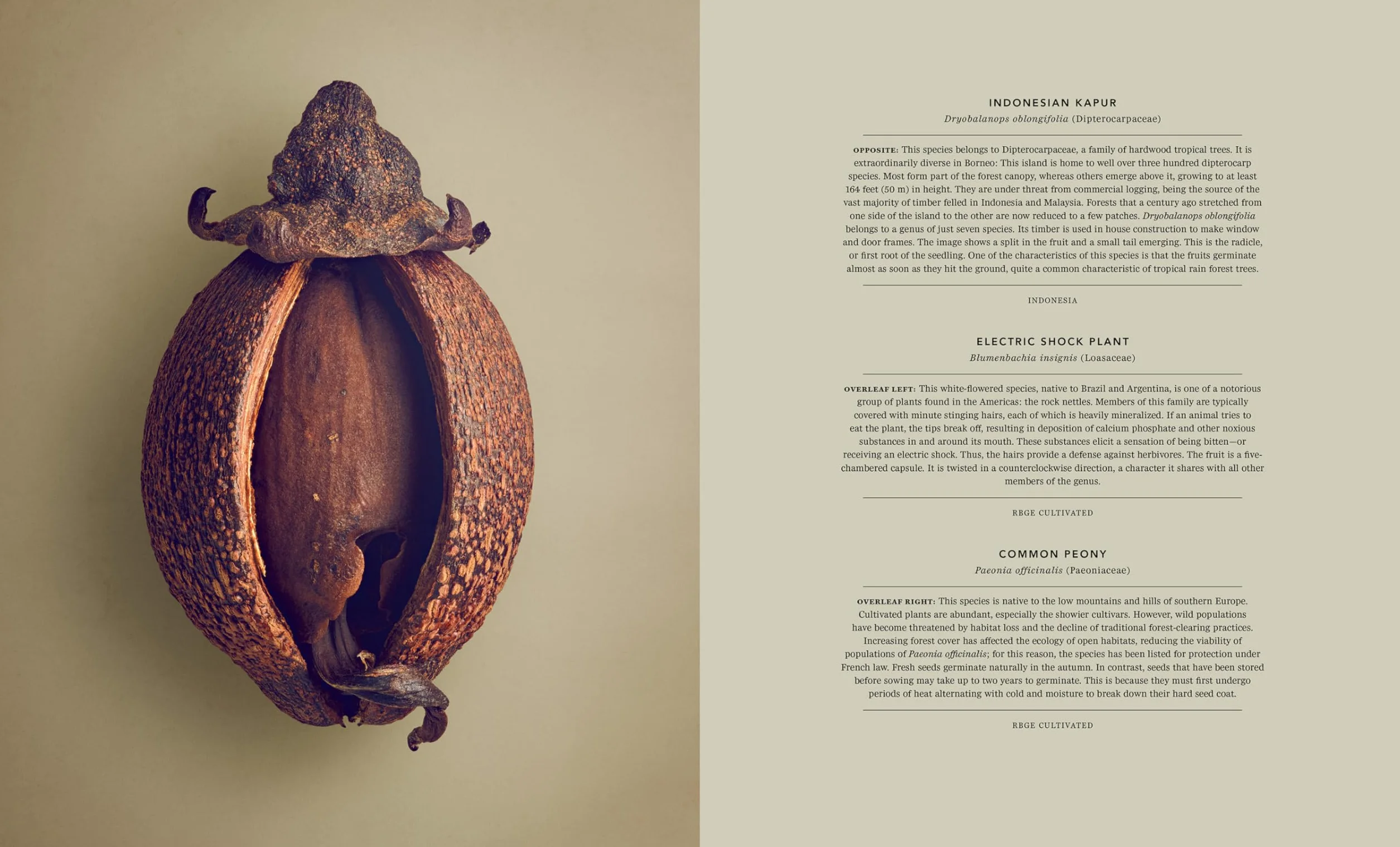 The Hidden Beauty of Seeds & Fruits: The Botanical Photography of Levon Biss