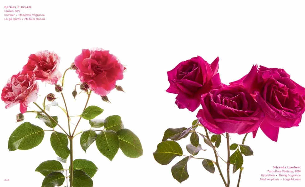 The Color of Roses: A Curated Spectrum of 300 Blooms