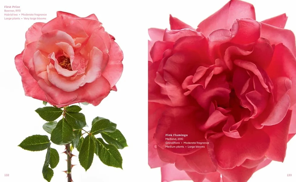 The Color of Roses: A Curated Spectrum of 300 Blooms