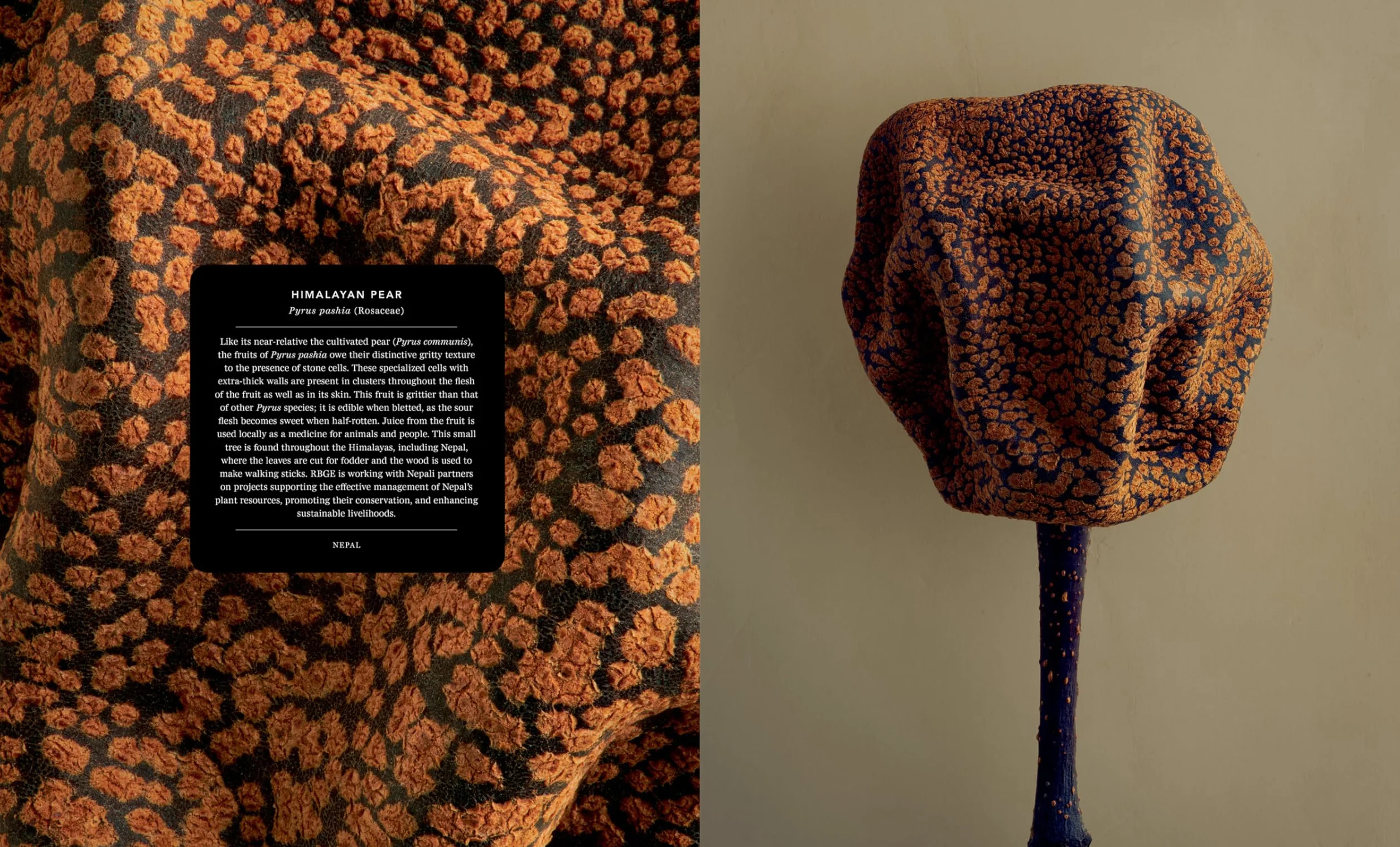 The Hidden Beauty of Seeds & Fruits: The Botanical Photography of Levon Biss