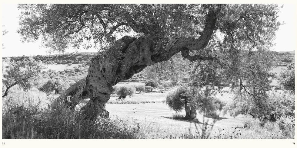 Jacques Berthet: Olive Trees