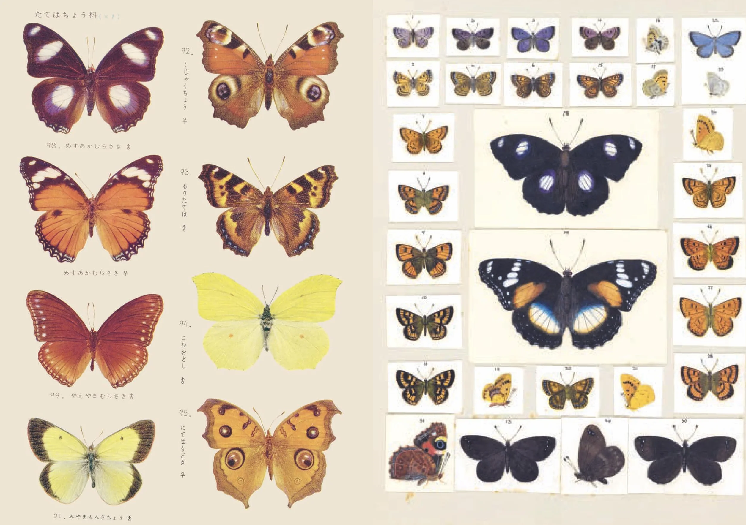 The Curious Collections Sticker Book