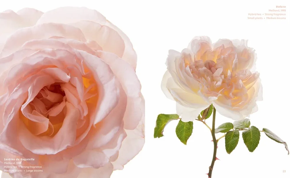 The Color of Roses: A Curated Spectrum of 300 Blooms