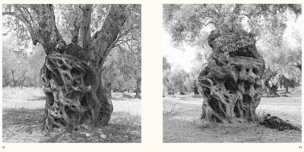 Jacques Berthet: Olive Trees