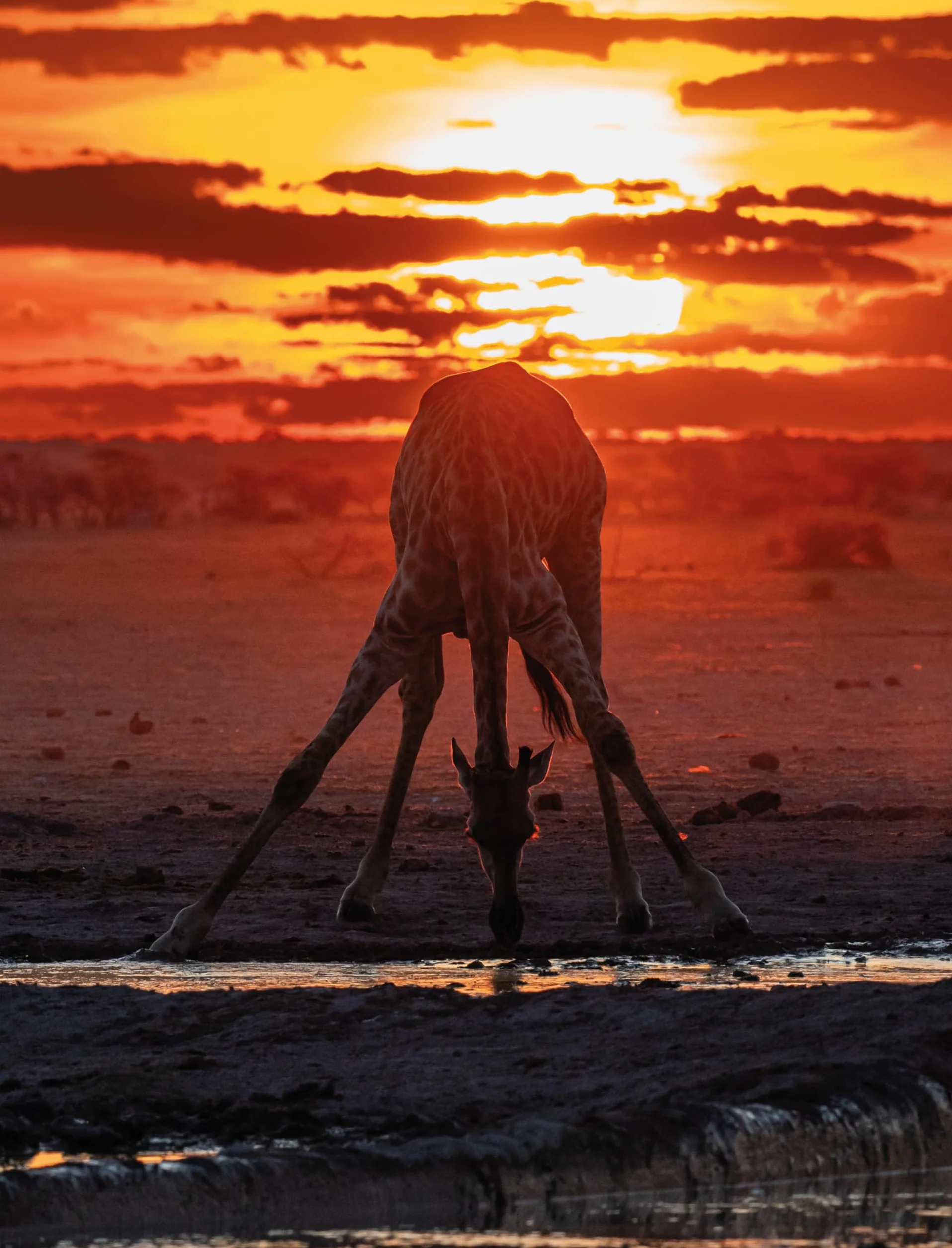 Fotografia naturalistica. L'arte di ritrarre e raccontare la natura