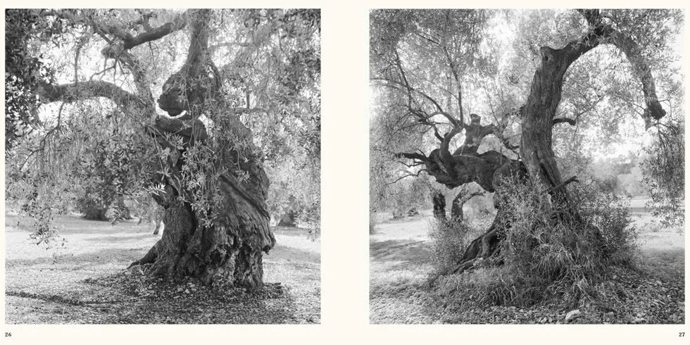 Jacques Berthet: Olive Trees