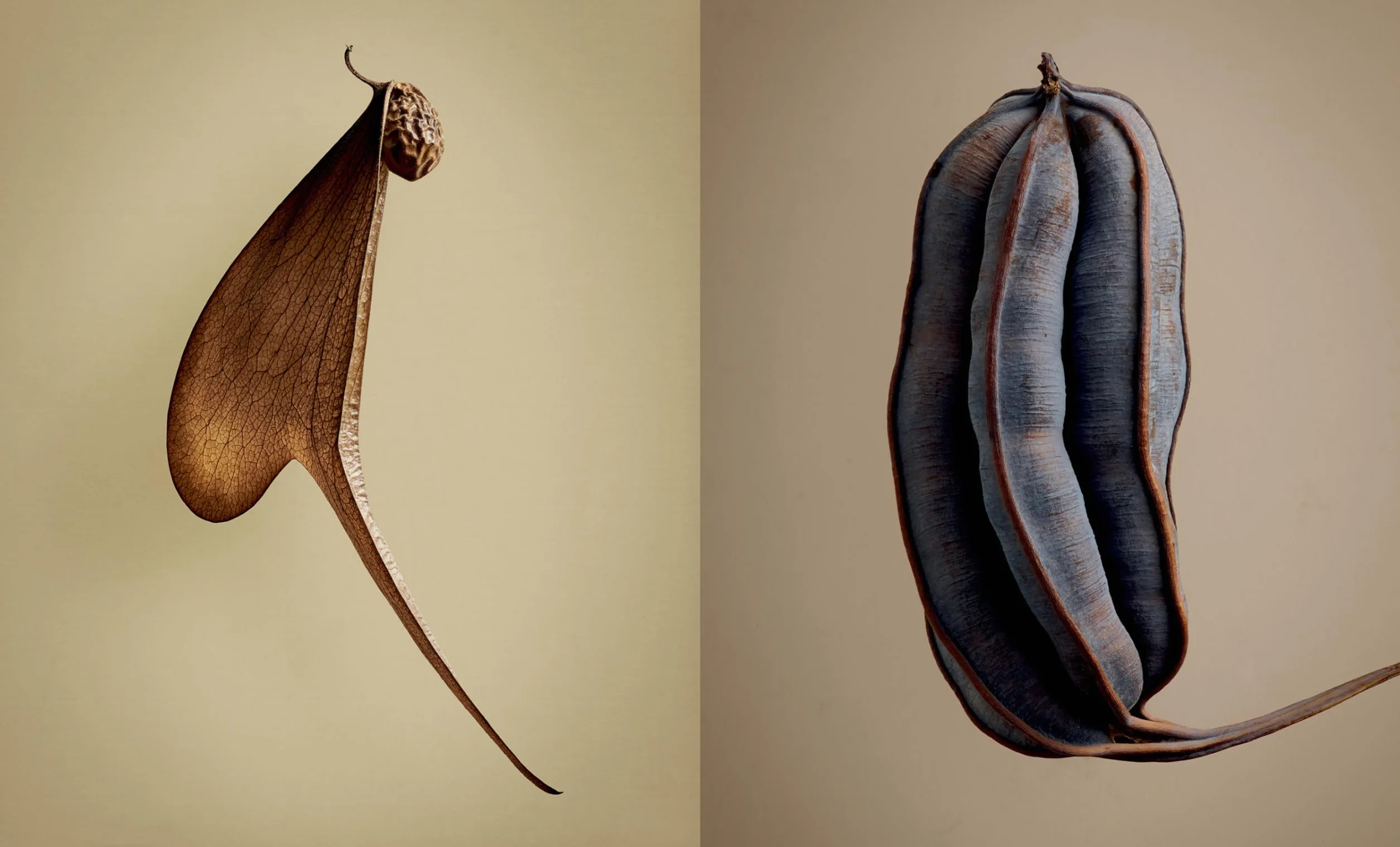 The Hidden Beauty of Seeds & Fruits: The Botanical Photography of Levon Biss
