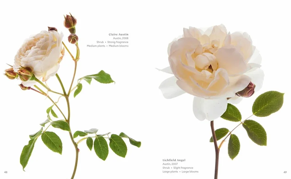 The Color of Roses: A Curated Spectrum of 300 Blooms