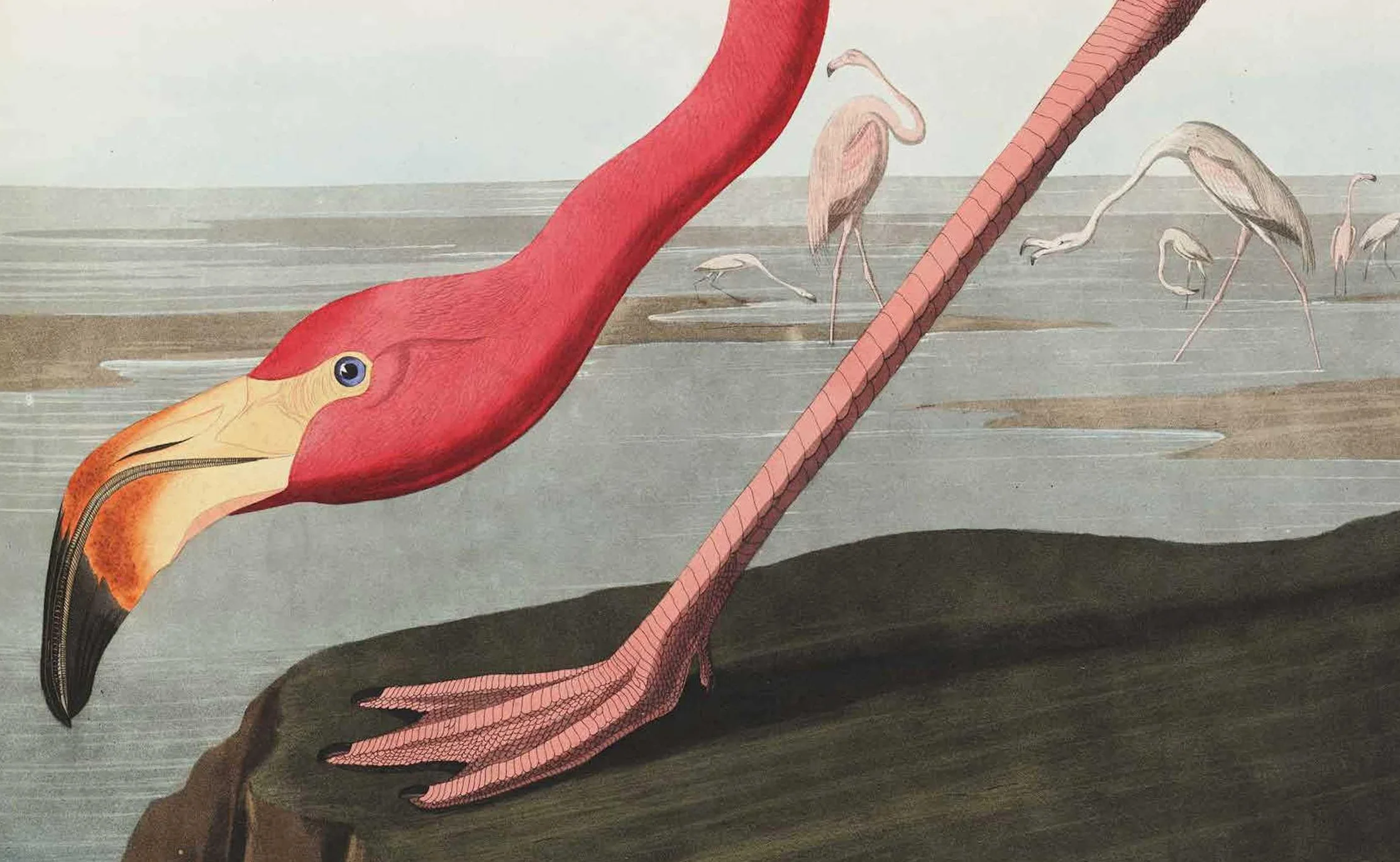 Birds: The Goldfinch, Birds, Art, and Us