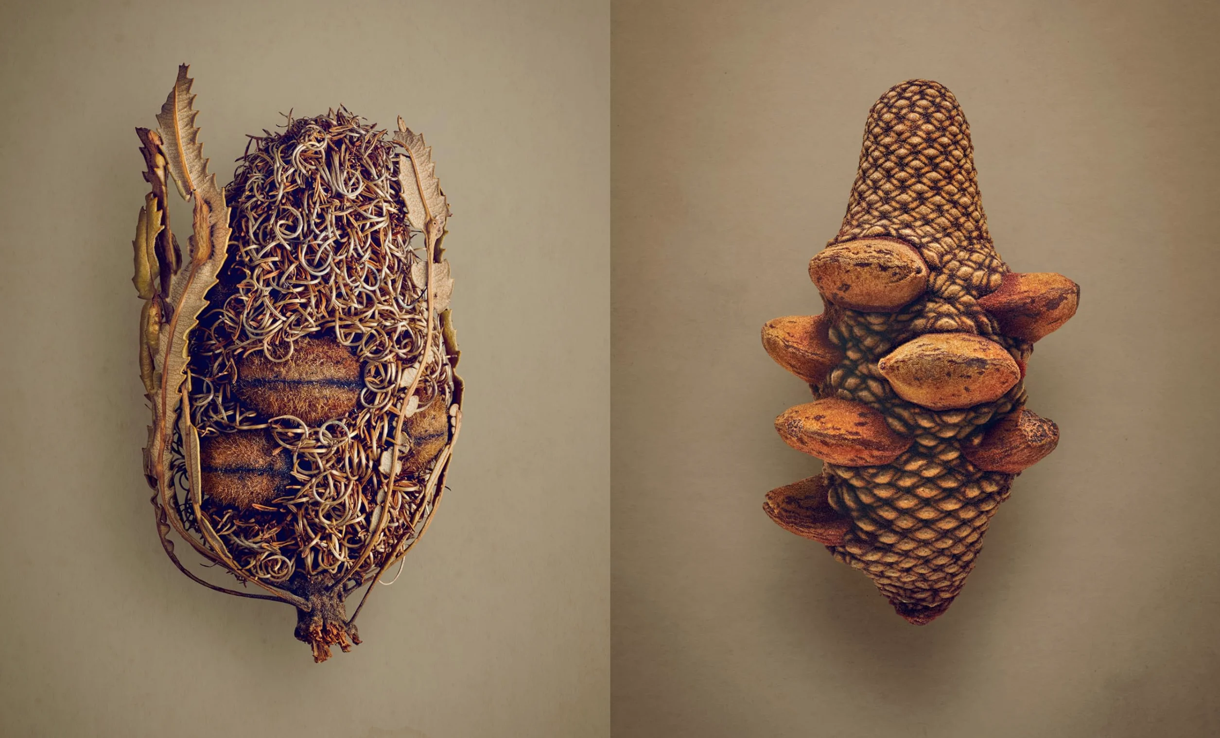 The Hidden Beauty of Seeds & Fruits: The Botanical Photography of Levon Biss