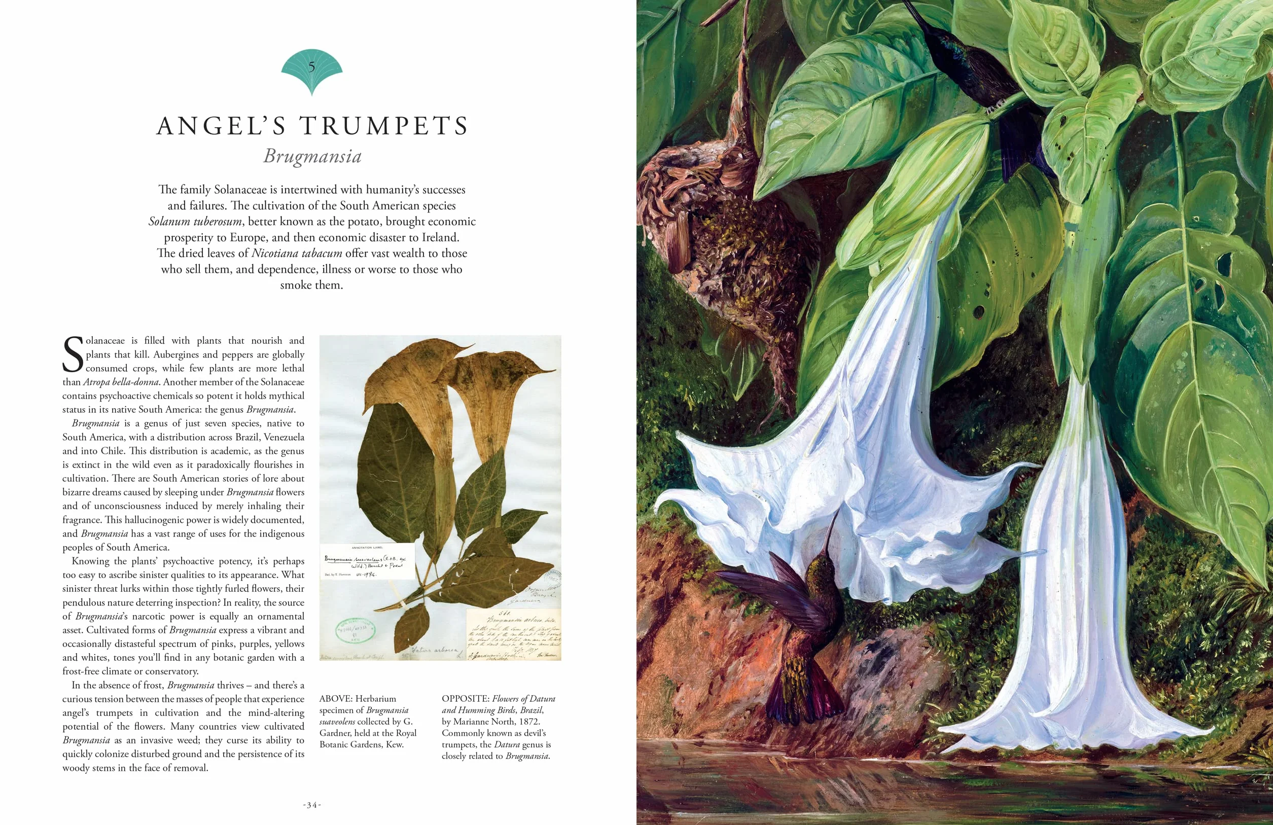 Rare Plants: 40 of the World's Rarest and Most Endangered Plants