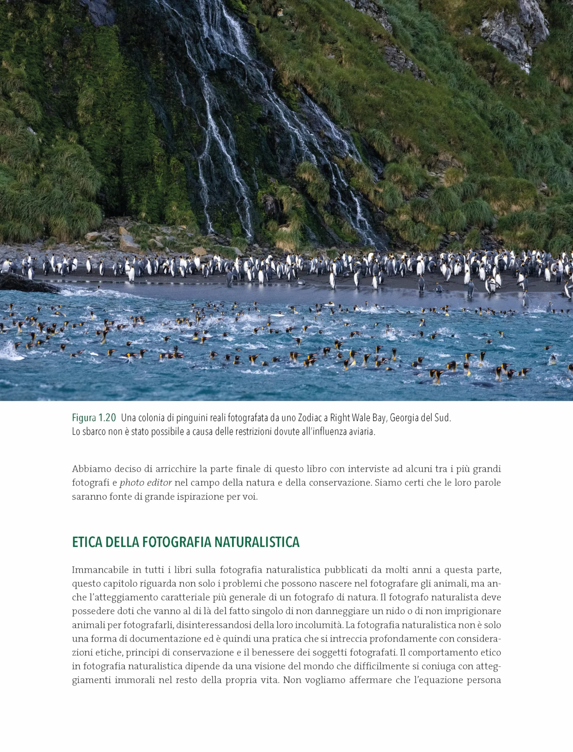 Fotografia naturalistica. L'arte di ritrarre e raccontare la natura