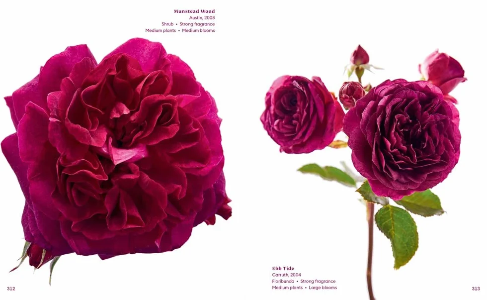 The Color of Roses: A Curated Spectrum of 300 Blooms