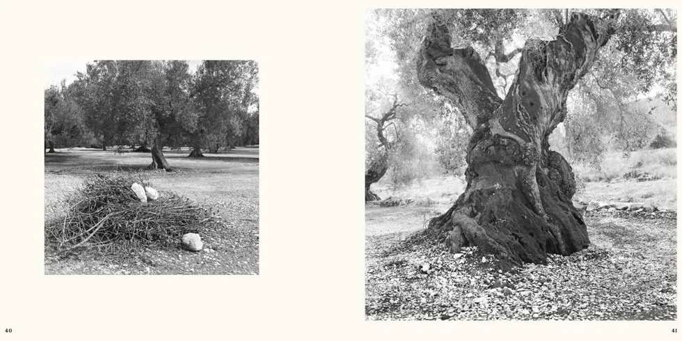 Jacques Berthet: Olive Trees