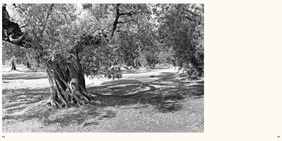 Jacques Berthet: Olive Trees