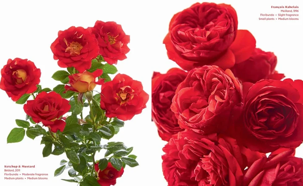 The Color of Roses: A Curated Spectrum of 300 Blooms