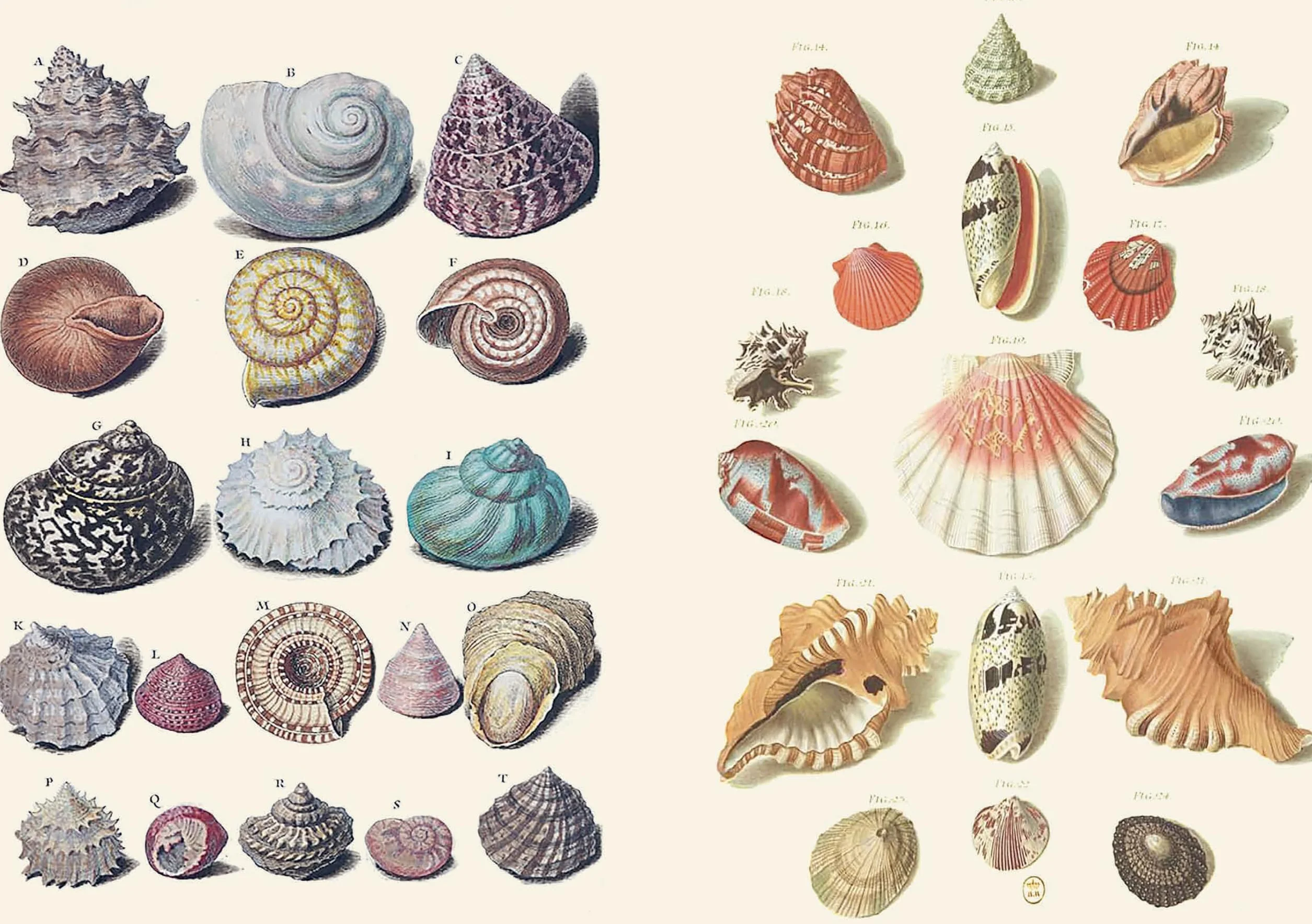 The Curious Collections Sticker Book