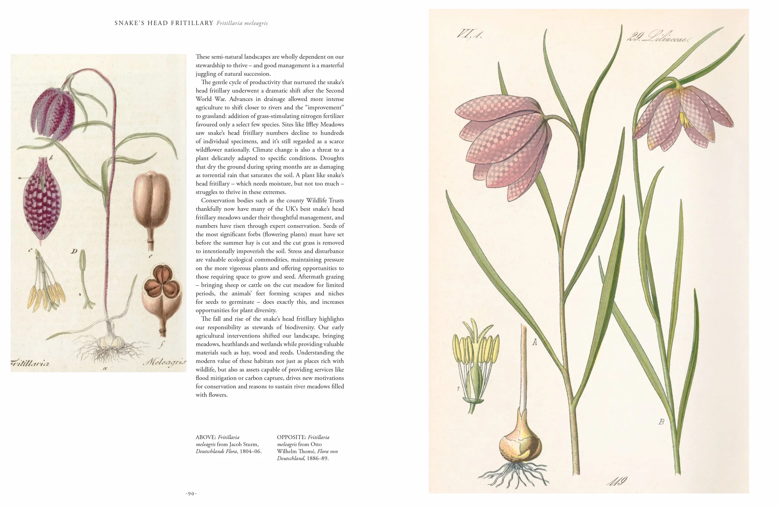 Rare Plants: 40 of the World's Rarest and Most Endangered Plants
