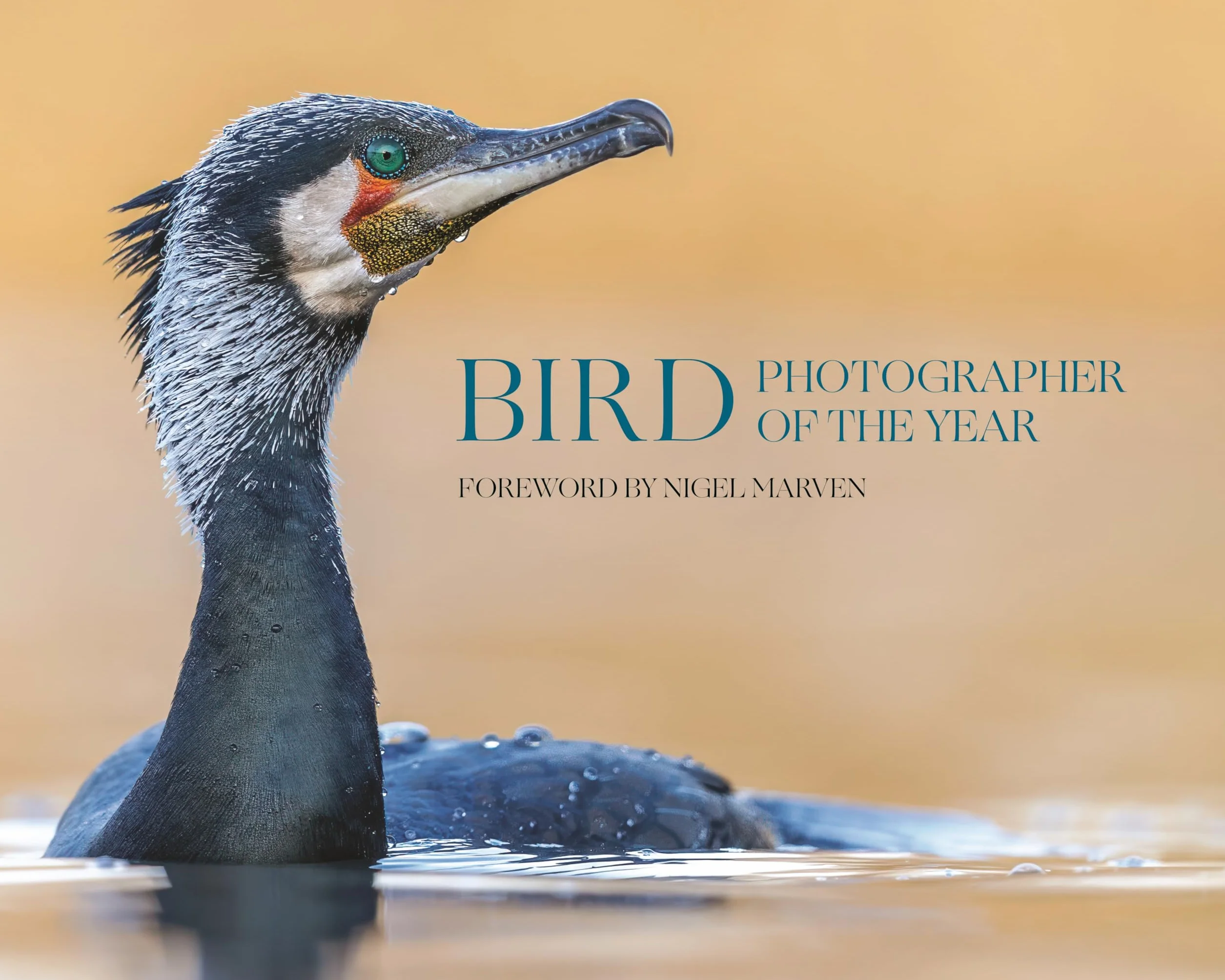 Bird Photographer of the Year: Collection 10