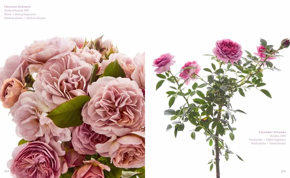 The Color of Roses: A Curated Spectrum of 300 Blooms