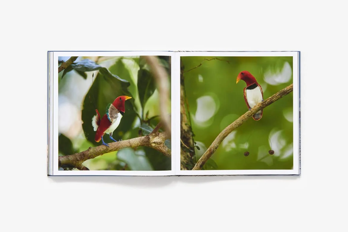 Bird Planet: A Photographic Journey