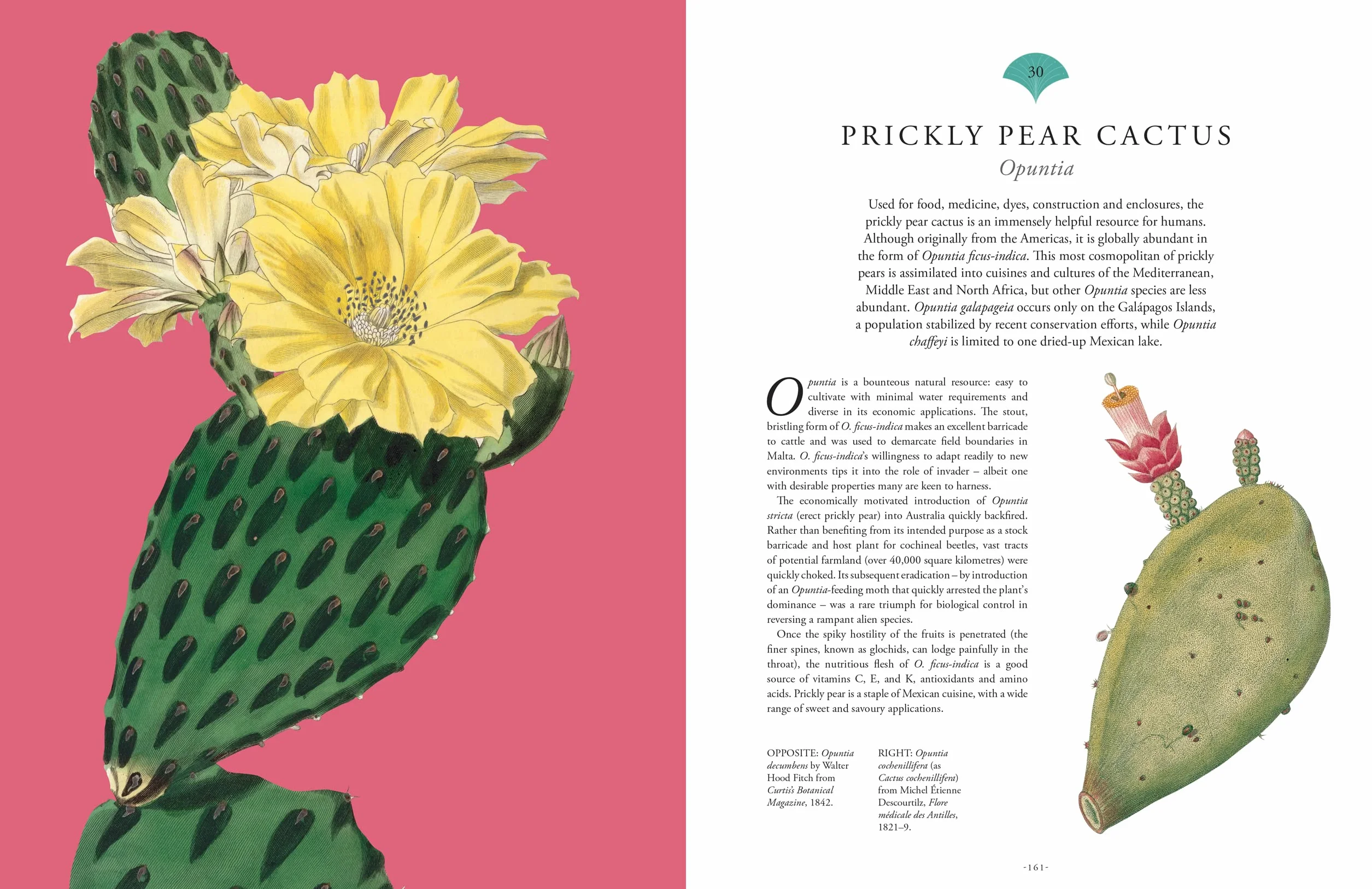 Rare Plants: 40 of the World's Rarest and Most Endangered Plants