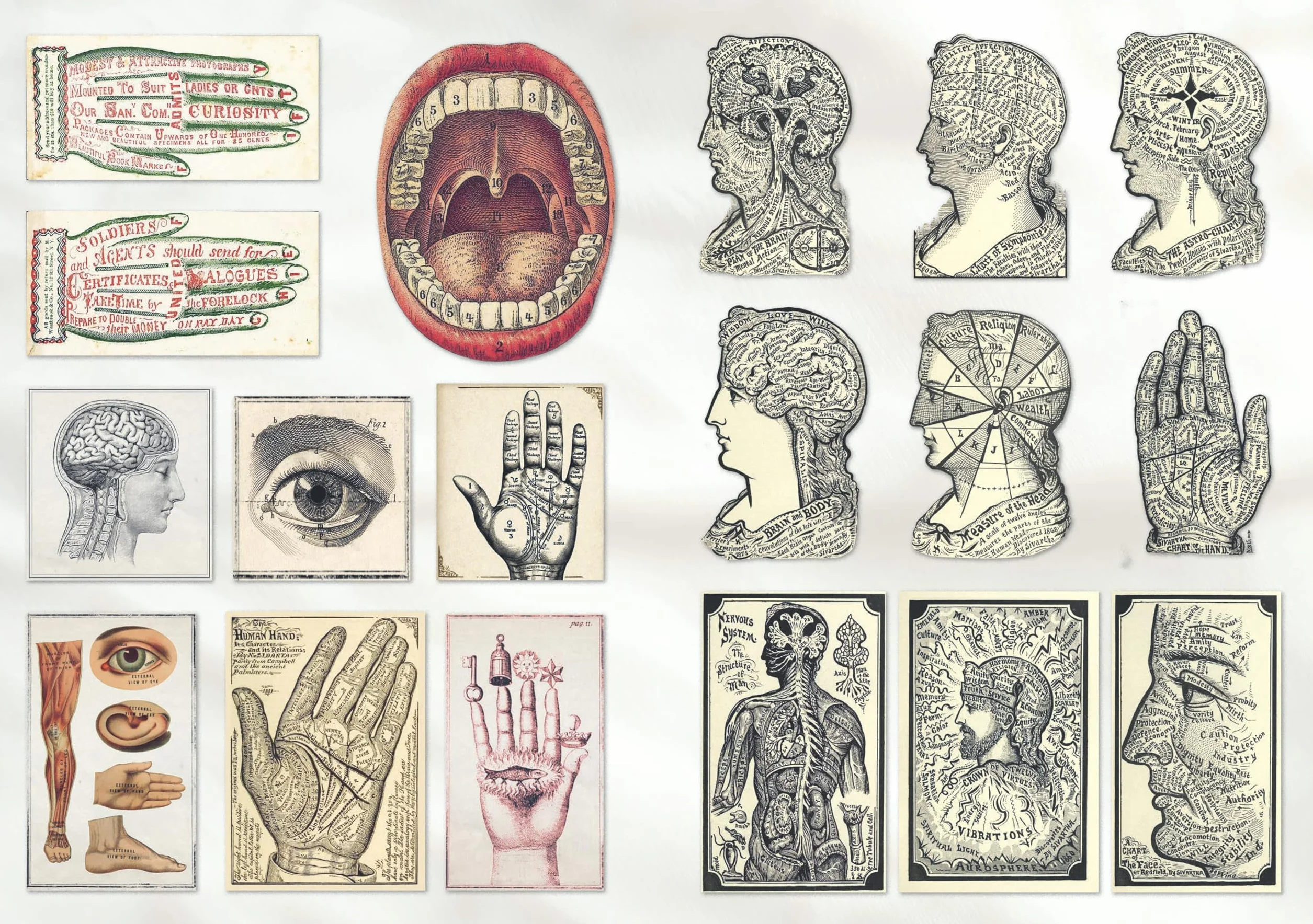 The Curious Collections Sticker Book