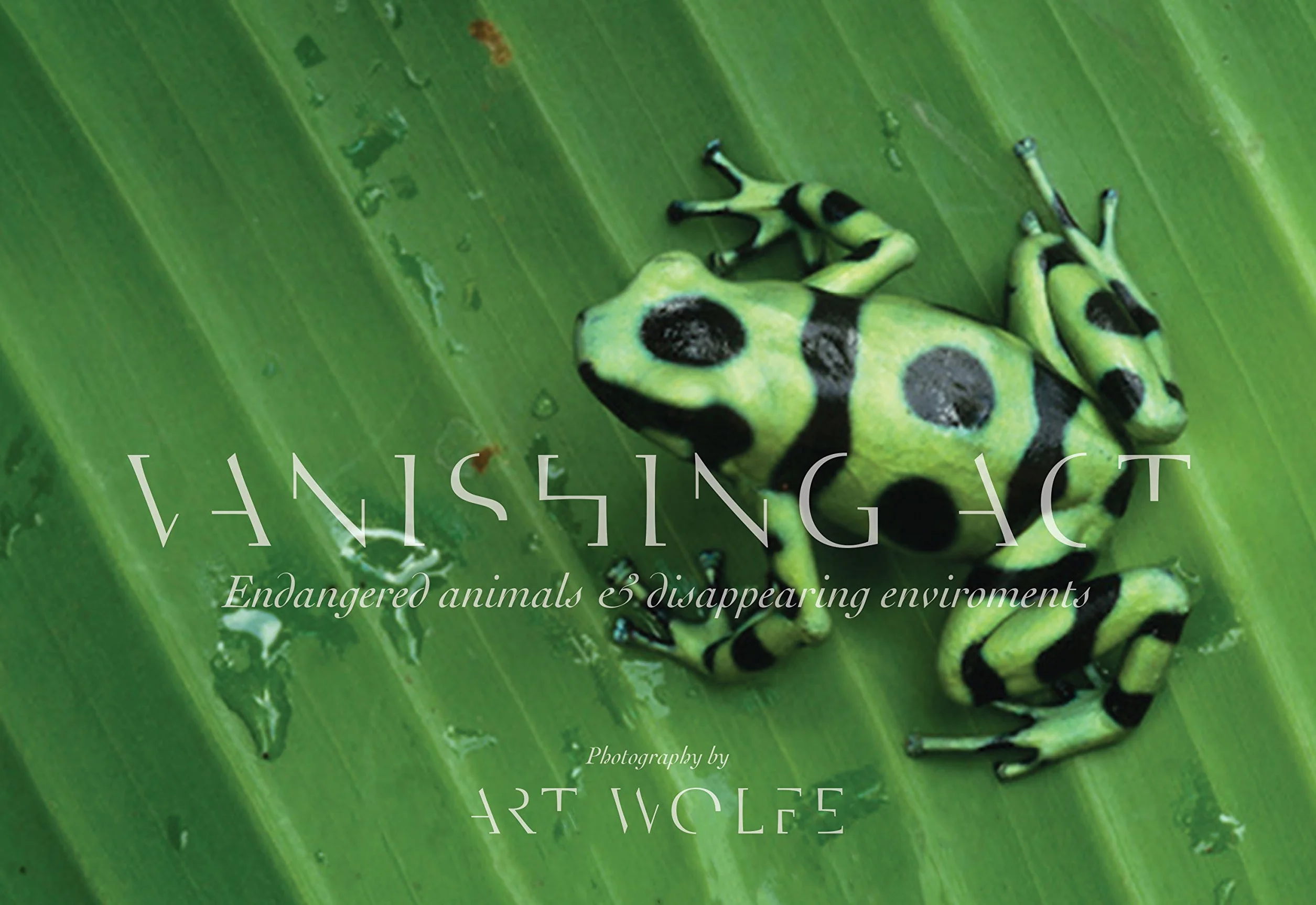 Vanishing Act: The Artistry of Animal Camouflage