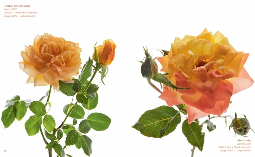 The Color of Roses: A Curated Spectrum of 300 Blooms