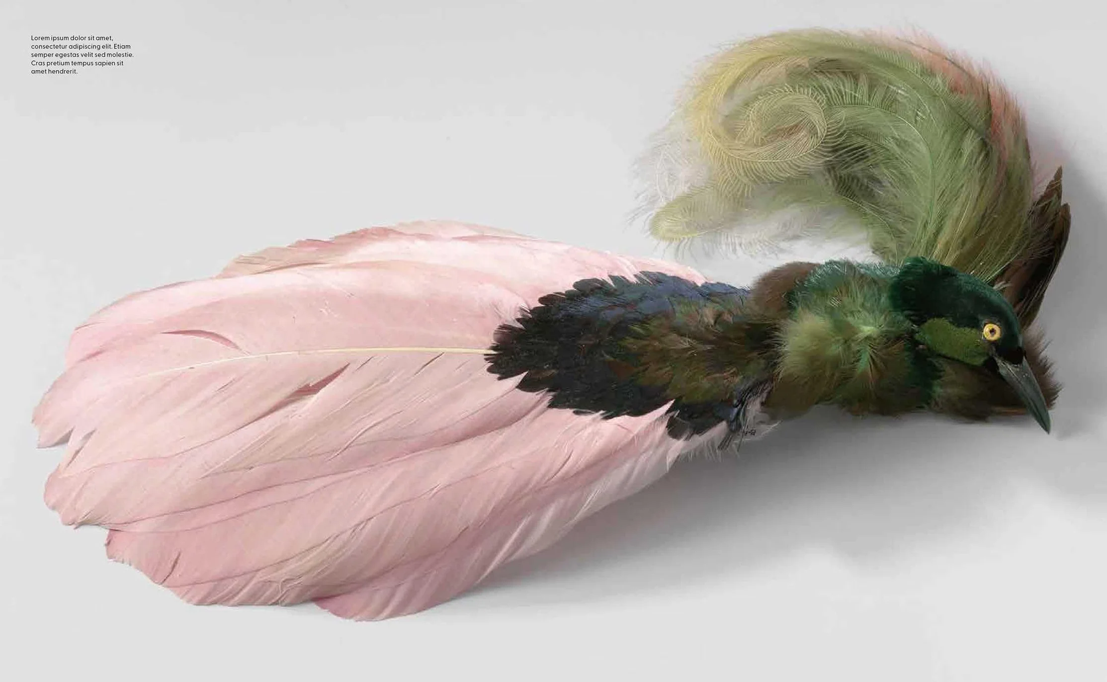 Birds: The Goldfinch, Birds, Art, and Us