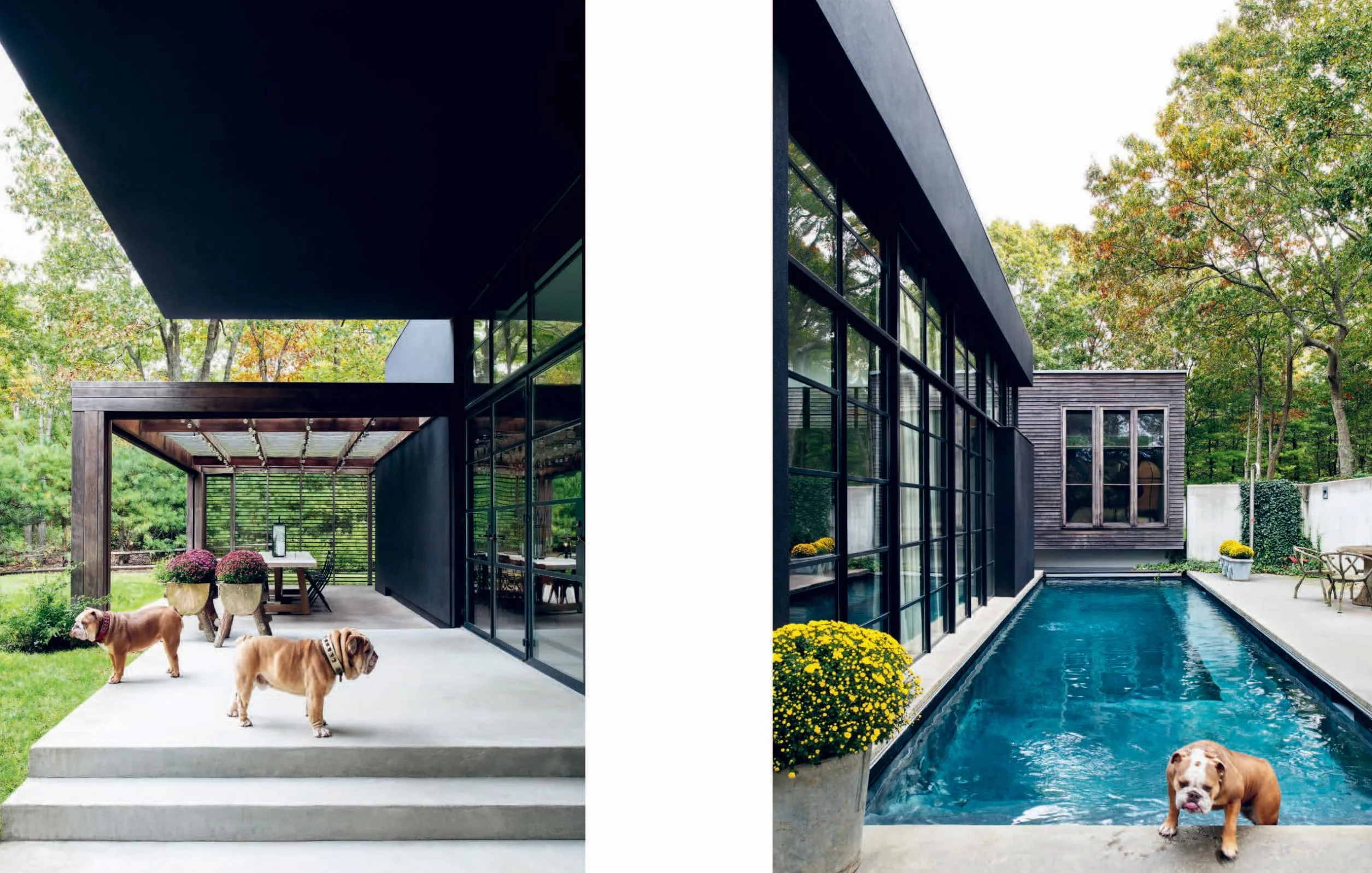 Resident Dog: Incredible Homes and the Dogs Who Live There